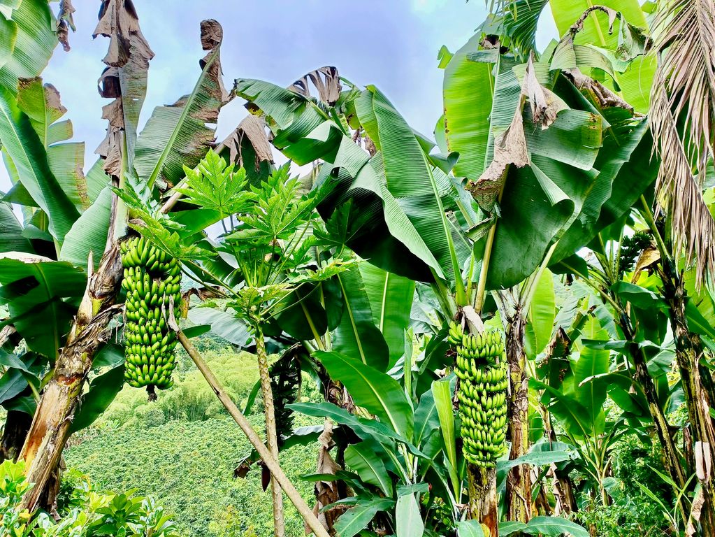 Bananenboom Colombia